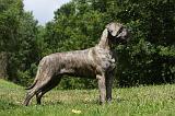 CANE CORSO 935